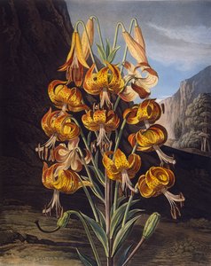 Wspaniała lilia, ze „Świątyni Flory” Roberta Thorntona, sztychowana przez Richarda Earloma (1743-1822) wydana w 1799 r. (kolorowa grawerunek)